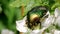 Beautiful metallic green scarabÂ bugÂ known as June BeetleÂ Cetonia aurata feeding on blooming white flowers of Blackberry